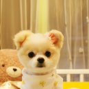 펫더스타일 이미지