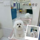 부산 수영구 애견미용 쁘띠몽펫샵 비숑 가위컷전문점 이용 후기