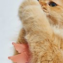 나만없어고양이 이미지