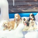 애봉이네 이미지