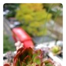 월금농장 이미지