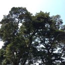 관매도 후박나무 이미지