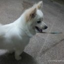 BALBARI(발바리) 이미지