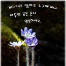노루귀