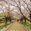 요즘 '벚꽃 여행지'로 급부상하고 있다는 김해 여행지 BEST5 이미지