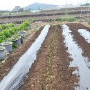 하모리-15 이미지