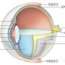 24시폴동물병원 이미지