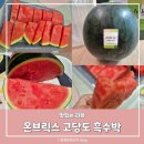 수박씨 | 고당도 수박 씨없는 온브릭스 흑수박 솔직후기