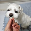 (주)바우와우코리아 이미지