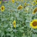 정자농장 이미지