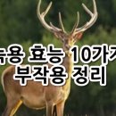 녹용 효능 10가지 이미지