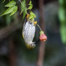 Streaked Spiderhunter 이미지