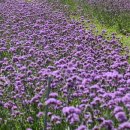 강변공원 주차장 이미지