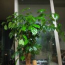 HAPPY TREE(해피트리) Daum카페