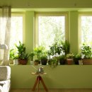 나만의 플랜테리어 이미지