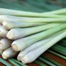 레몬그라스 이미지