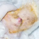 로지동물의료센터 이미지