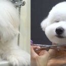 슈앤트리 이미지