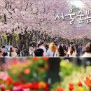 서울 꽃구경 산책 성수역 놀거리 성수동 서울숲 튤립 데이트 코스 이미지