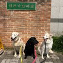 가원펫