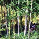 대나무 이미지