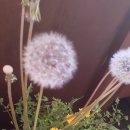 위드온미 이미지