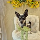 축복애견호텔미용 이미지