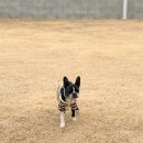 또올펜션민박2동 | 대전 근교 당진 독채 애견펜션 파머스데이 B1동, 세번째 방문