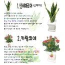 화초 - 달서구 | 화초