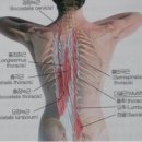 나인원핏 이미지