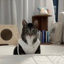 하늘캣 | 서울 2025 궁디팡팡 캣페스타 마지막 날 후다닥 다녀온 후기