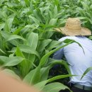 김명복농장 이미지