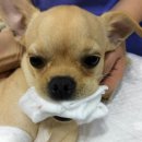 달맞이 호두네 동물병원 이미지