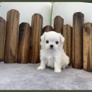 앙쥬펫 강아지분양 은평구점 이미지