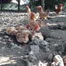 목욕농장 이미지