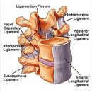 Re:Differnetial Diagnosis and Management of spinal nerve root-related pain 정리 이미지