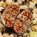 마킨스 &<b>네오</b>할리 황화 교배종