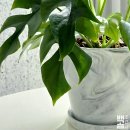 디자인슬릿 | 다이소 추천템｜화분 종류·가격 총정리! 슬릿 화분·도자기 화분 직접 구매 후기