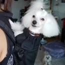 짱가농장 네이버블로그
