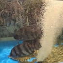 은화횟집 | 남진 콘서트 후기 + 부산 은화횟집 숭어·도다리 세꼬시 | 토요일 오후 완벽 코스