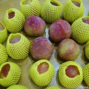 옥이네농장 이미지