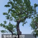 호프나라 이미지