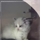 버디독 고양이분양 강아지분양 안심분양센터 인천점 이미지