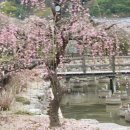 꽉찬 1박2일 규슈지역 벳부,구로가와,아소 힐링여행(둘째날4) 이미지