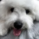 븜프그루밍 이미지