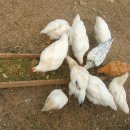 땅골농장 이미지