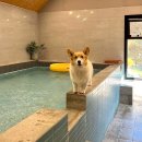 도그하우스 이미지