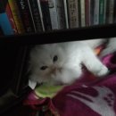 화이트그루밍 이미지