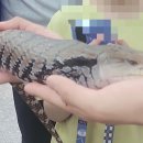 정브로