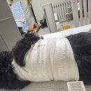 다산마리동물병원 이미지